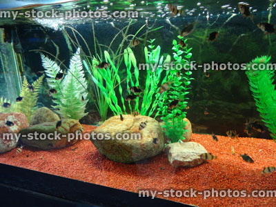 Stock image of tropical aquarium fish tank, plastic plants, gravel, tiger barbs