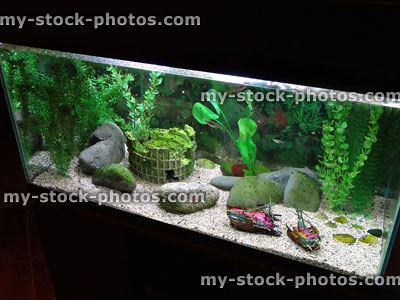 Stock image of tropical fish tank with aquarium ornaments, plants, snails