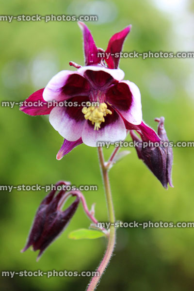 Stock image of purple and white aquilegia flower (Granny's Bonnet / Columbine)