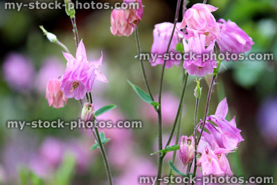 Stock image of pink aquilegia flowers (Granny's Bonnet / Columbine) in garden