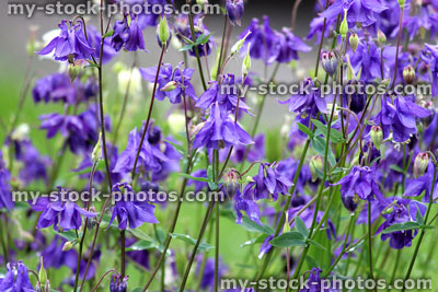 Stock image of purple aquilegia flowers (Granny's Bonnet / Columbine) in garden