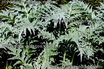 Stock image of architectural silver leaves of globe artichoke plant