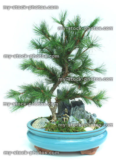 Stock image of artificial bonsai tree (podocarpus) with fake foliage / leaves