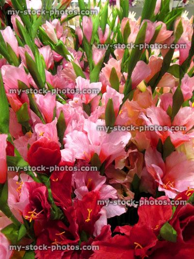Stock image of artificial plastic / silk gladioli / bright pink gladiolus flowers