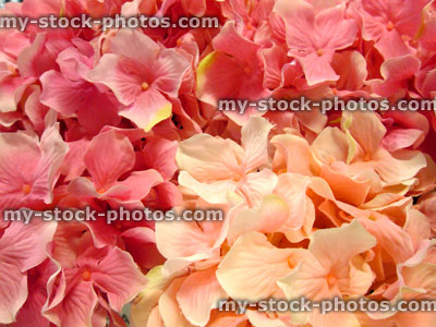 Stock image of artificial plastic / silk hydrangeas / pale pink hydrangea flowers