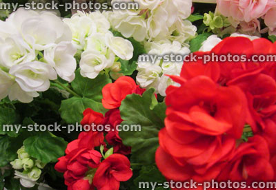 Stock image of artificial plastic / silk geranium flowers (pelargoniums), white / red