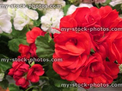 Stock image of artificial plastic / silk geranium flowers (pelargoniums), white / red