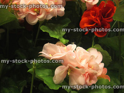 Stock image of artificial plastic / silk geranium flowers (pelargoniums), pink / red