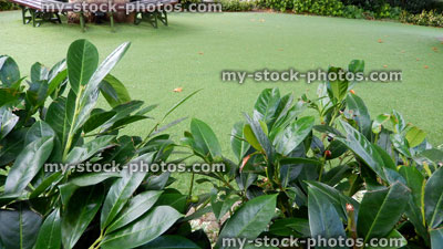 Stock image of plastic, synthetic, afrificial lawn grass, artificial turf, fake, laurel hedge