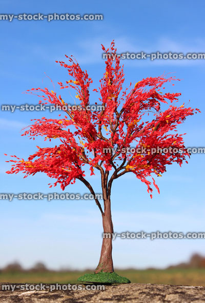 Stock image of miniature / model Japanese maple tree (acer palmatum), red autumn leaves