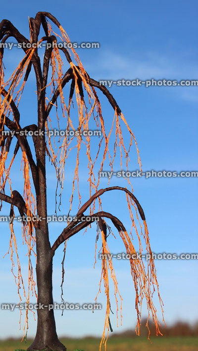 Stock image of miniature / model weeping willow tree (salix babylonica), decidous, winter no leaves