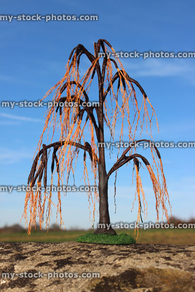 Stock image of miniature / model weeping willow tree (salix babylonica), decidous, winter no leaves