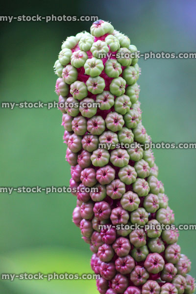Stock image of arum lily seed head, phallic shape plant berries