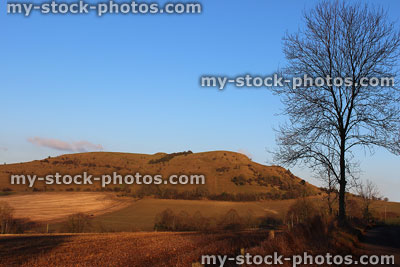 Stock image of young common ash tree sapling, winter countryside, no leaves