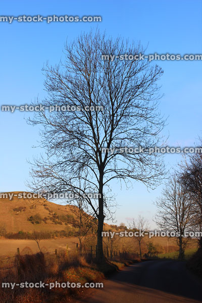 Stock image of young ash tree sapling (fraxinus excelsior), winter, no leaves