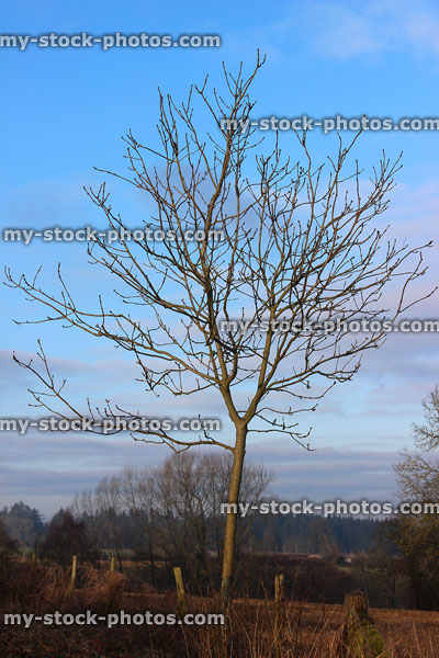 Stock image of ash tree sapling in winter, countryside hedgerow, no leaves