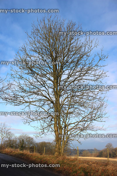 Stock image of young multi trunk ash tree, English countryside, no leaves / winter