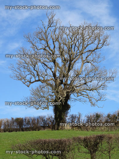 Stock image of large, ash tree (fraxinus excelsior) in winter, no leaves