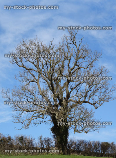 Stock image of deciduous winter ash tree (fraxinus excelsior), branch structure