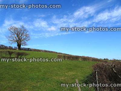 Stock image of large, winter ash tree (fraxinus excelsior), deciduous, countryside