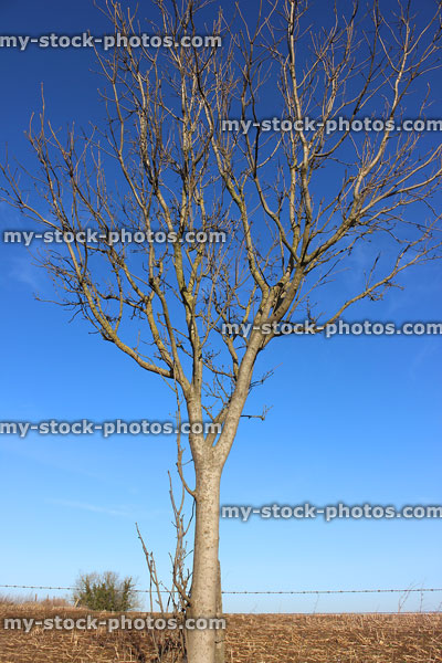 Stock image of single young European ash tree in winter, no leaves