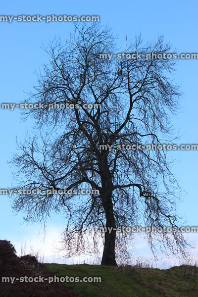 Stock image of ancient ash tree silhouette in countryside, deciduous no leaves