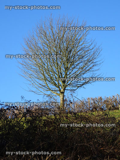 Stock image of young common ash tree sapling in winter (fraxinus excelsior)