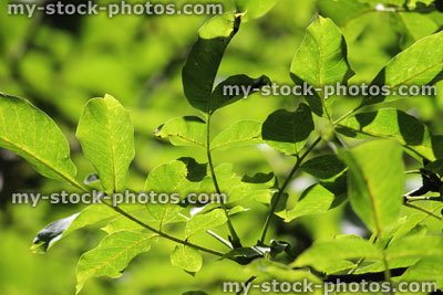 Stock image of green ash tree leaves in sunshine, Fraxinus Excelsior