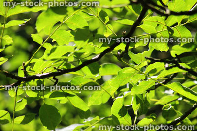 Stock image of green ash tree leaves in sunshine, Fraxinus Excelsior