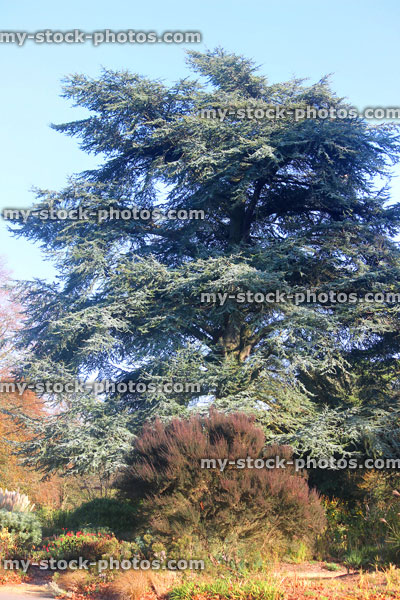Stock image of tall Atlantic / Blue Atlas cedar tree (Cedrus atlantica)
