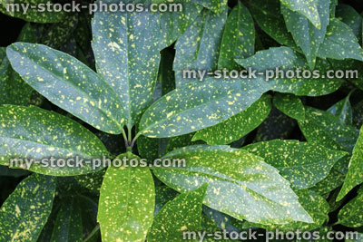 Stock image of glossy variegated evergreen leaves on Aucuba Japonica shrub