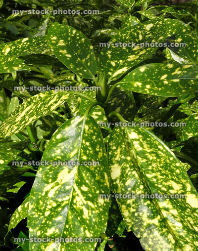 Stock image of Aucuba Japonica 'Crotonifolia' garden shrub, spotted Japanese laurel, evergreen