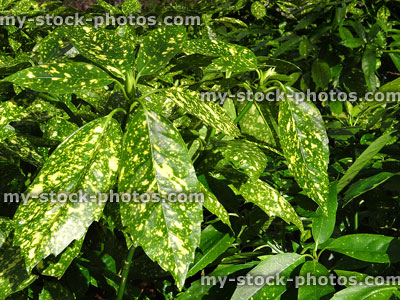 Stock image of Aucuba Japonica garden shrub, spotted variegated evergreen leaves, green yellow