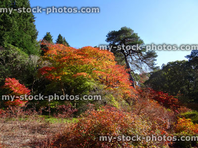 Stock image of Japanese maple trees / fall (Acer Palmatum Osakazuki), red autumn leaves