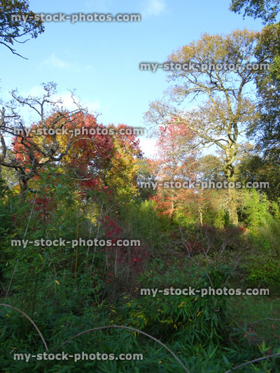 Stock image of landscaped garden with autumn colours, red maple, oak trees, bamboo