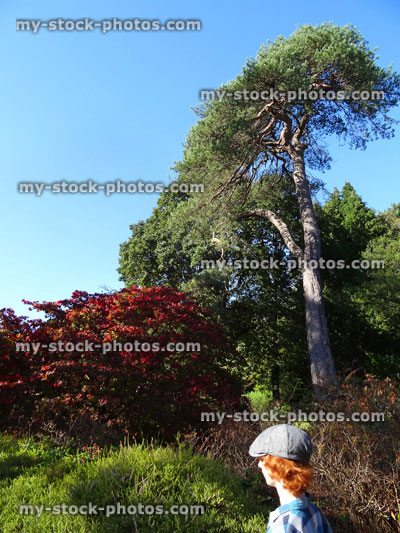 Stock image of Japanese maple tree / fall (Acer Palmatum Osakazuki), red autumn leaves, boy walking