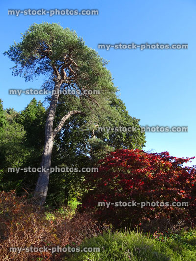 Stock image of Japanese maple tree / fall (Acer Palmatum Osakazuki), red autumn leaves, Scots pine