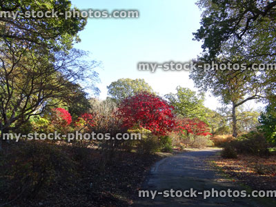 Stock image of Japanese maple trees / fall (Acer Palmatum Osakazuki), red autumn leaves, pathway