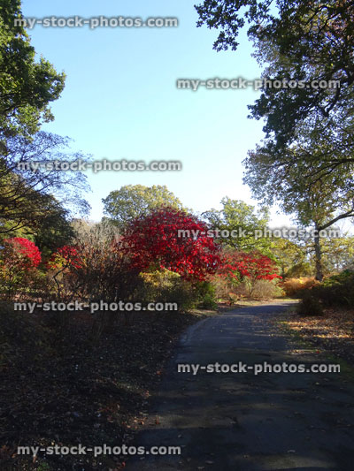 Stock image of Japanese maple trees / fall (Acer Palmatum Osakazuki), red autumn leaves, pathway