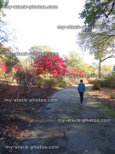 Stock image of Japanese maple trees / fall (Acer Palmatum), red autumn leaves, boy walking pathway