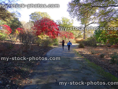 Stock image of Japanese maple trees / fall (Acer Palmatum), red autumn leaves, boy girl walking pathway