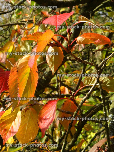 Stock image of orange autumn leaves in fall, cherry tree / prunus