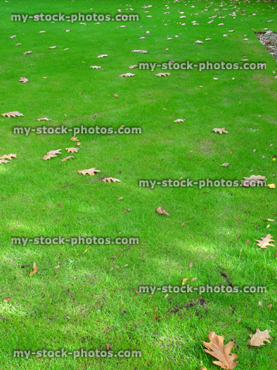 Stock image of green garden lawn grass in fall, oak tree autumn leaves