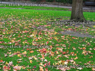 Stock image of green garden lawn grass in fall, silver maple tree autumn leaves