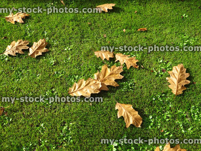 Stock image of green garden lawn grass in fall, oak tree autumn leaves