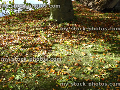 Stock image of green garden lawn grass in fall, beech tree autumn leaves