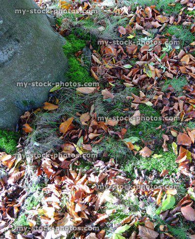 Stock image of green garden lawn grass in fall, beech tree autumn leaves