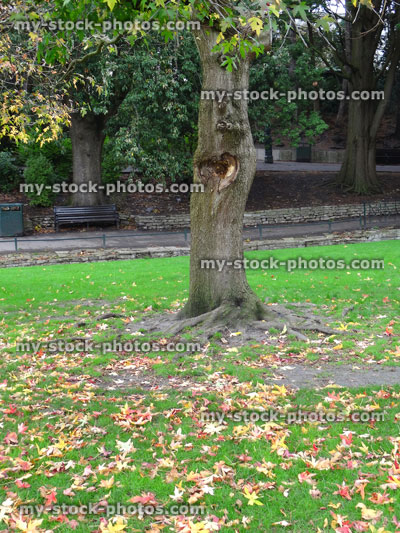 Stock image of green garden lawn grass in fall, silver maple tree autumn leaves
