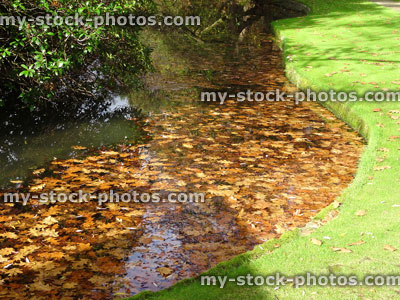 Stock image of green garden lawn grass / fall, autumn leaves in pond water