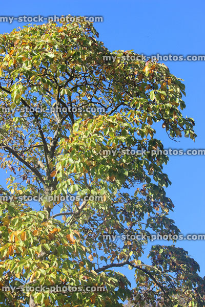 Stock image of magnolia tree in fall, golden yellow autumn leaves